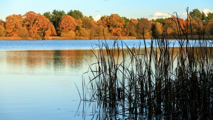 A lake with very still water with a clump of silhouetted reeds to the right and a row of trees with autumnal colours on the other side of the water